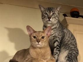 Kočka je magické zvíře