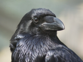 Krkavec společník věštců